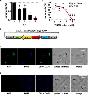 Establishment of a stable transfection and gene targeting system in Babesia divergens